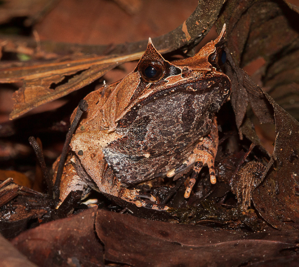 Jones Armadillo Lizard