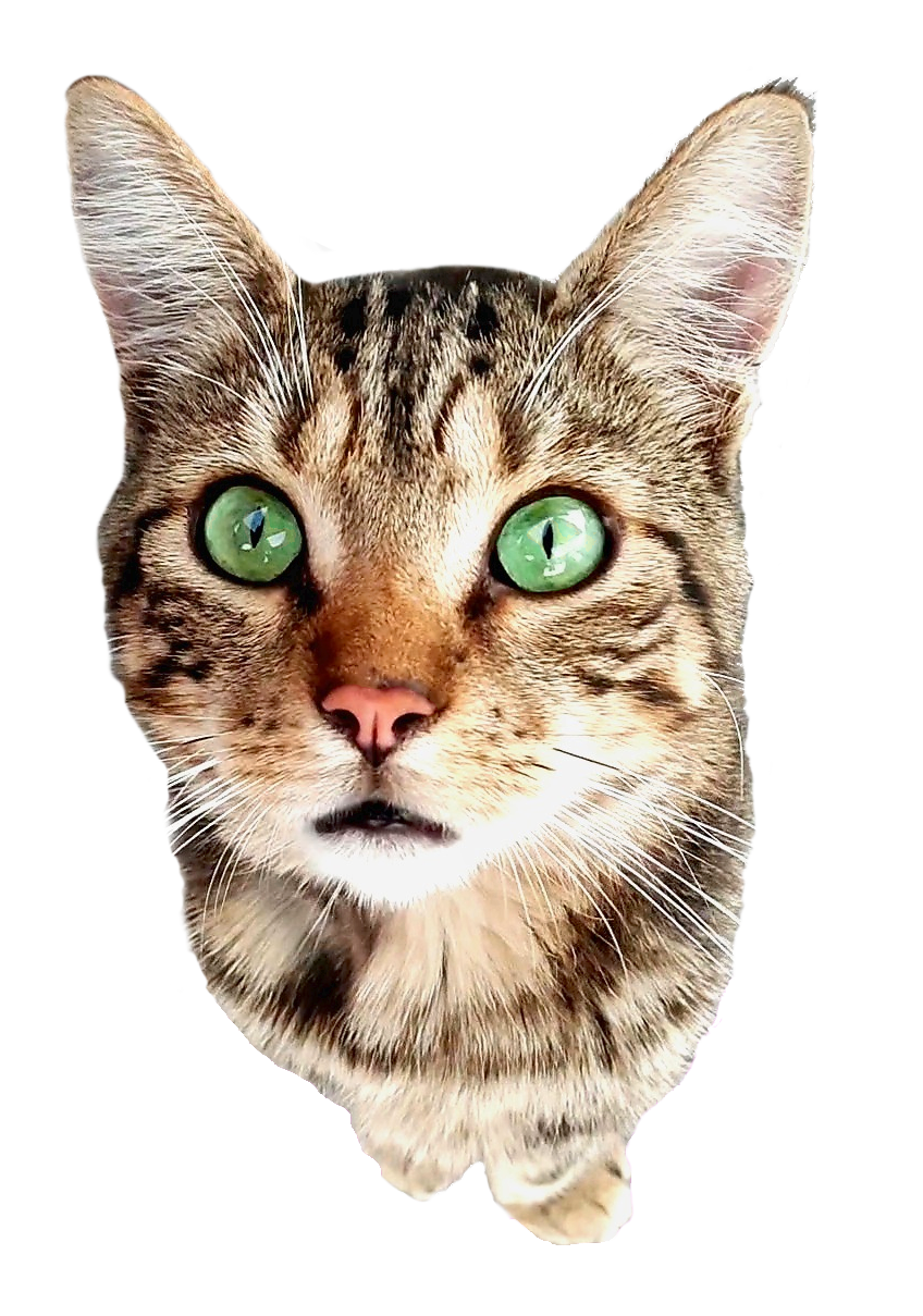 Cataire [Herbe aux chats] cultivée en France – Crazycat Family